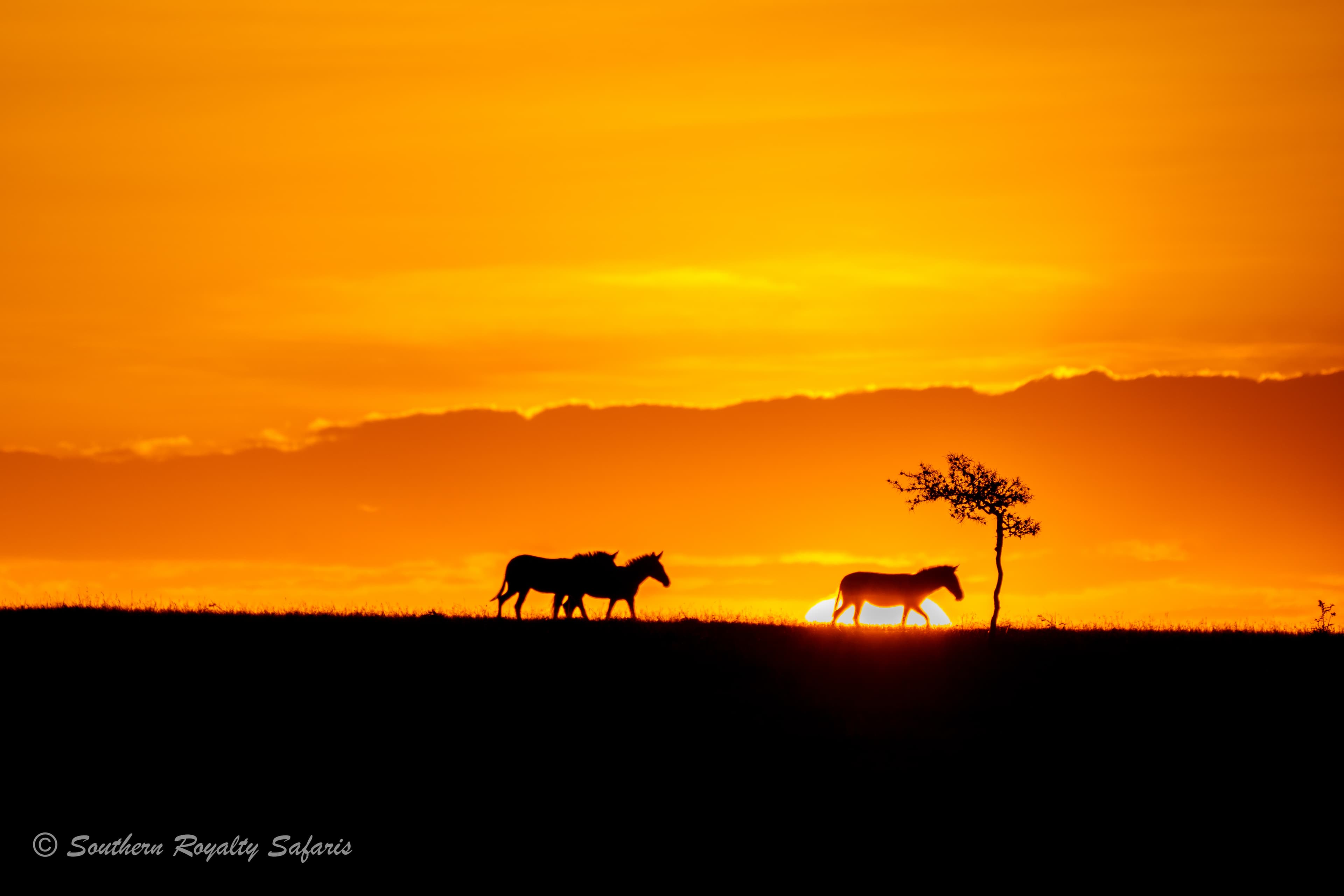 Zebras silhouetted against a Masai Mara sunset